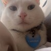 Беседка - Telegram Groups