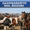 Telegram chat Qashqadaryo Mol Bozori logo