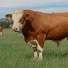 Telegram chat ЯККАБОГ, ШАХРИСАБИЗ КИТОБ,КАМАШИ, ЧИРОКЧИ МОЛ БОЗОРИ🐄🐂🐃 logo