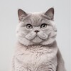 🐈‍⬛ Мушуклар бозори (расмий группаси) 😍 - Telegram Groups