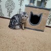 Telegram chat Mushuklar Dunyosi🐈🐈‍⬛️ logo