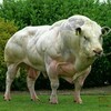 Telegram chat Zotdor Nasildor mollar bozori. (Yevropadan nasildor mollar 🐄🐏 yetkazib berish) logo