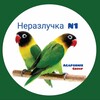 Nerazluchka_N1 - Telegram Groups