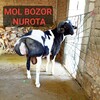 NUROTA MOL BOZORI. ARGINAL LEGENDA GURPA 🐄🐎🐏🐐🐔🐶🐰🐣🦆🐝🪿🐬🦃🐓🐇🌾🥕🌽🇺🇿. - Telegram Groups
