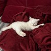 Логотип телеграм-чату piartarohub — tarot hub💋