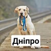 Telegram chat Покинуті тварини Дніпро та область logo