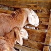 Telegram chat 🐄ЗОТДОР🐎 МОЛЛАР 🐏ВА🐑 КУ́Й'ЛАРИ 🐐 logo