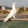 Telegram chat РИШТОН КАБУТАР ИШКИВОЗЛАРИ logo