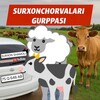 SURXON CHORVALARI📢/ No'monjon Ahmedov - Telegram Groups
