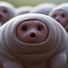Telegram chat Tardigrades Cult | $TARD logo