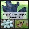 Telegram chat УХЕЙИЛЮЙ ЛАКЕДАНЗИ 🪺🐓 logo