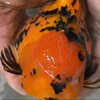 Telegram chat 🐳VL GoldFish Bidding Group logo