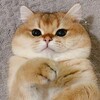 😍 Вязка кошка (расмий группаси) - Telegram Groups