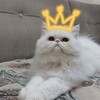 Telegram chat Wendy's cats logo