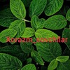 Telegram арнасының логотипі xorazm_sovchilari_guruppasi — Xorazm sovchilari || Rasmiy kanal